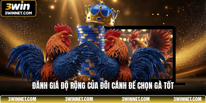 Đánh giá độ rộng của đôi cánh để chọn gà tốt